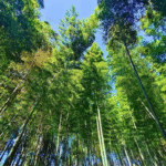 Unleashing the Potential of Bamboo: Fujian Yong'an's Emerging Bamboo Panel Industry